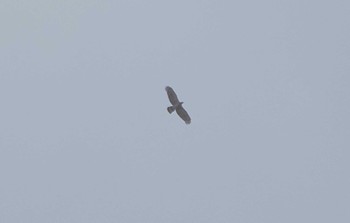 Crested Honey Buzzard 岐阜の山 Wed, 9/13/2023