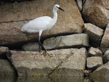 2023年9月13日(水) 広島城の野鳥観察記録