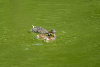 カイツブリ 大池公園 2023年9月13日(水)