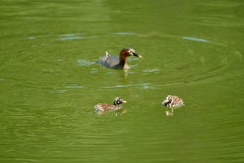 Little Grebe 大池公園 Wed, 9/13/2023