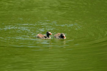 カイツブリ 大池公園 2023年9月13日(水)