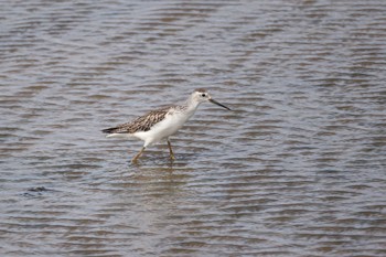 Marsh Sandpiper いしかり調整池(石狩調整池) Wed, 9/13/2023