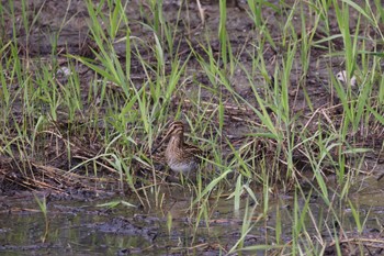 2023年9月13日(水) いしかり調整池(石狩調整池)の野鳥観察記録