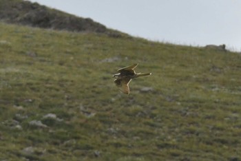 Saker Falcon