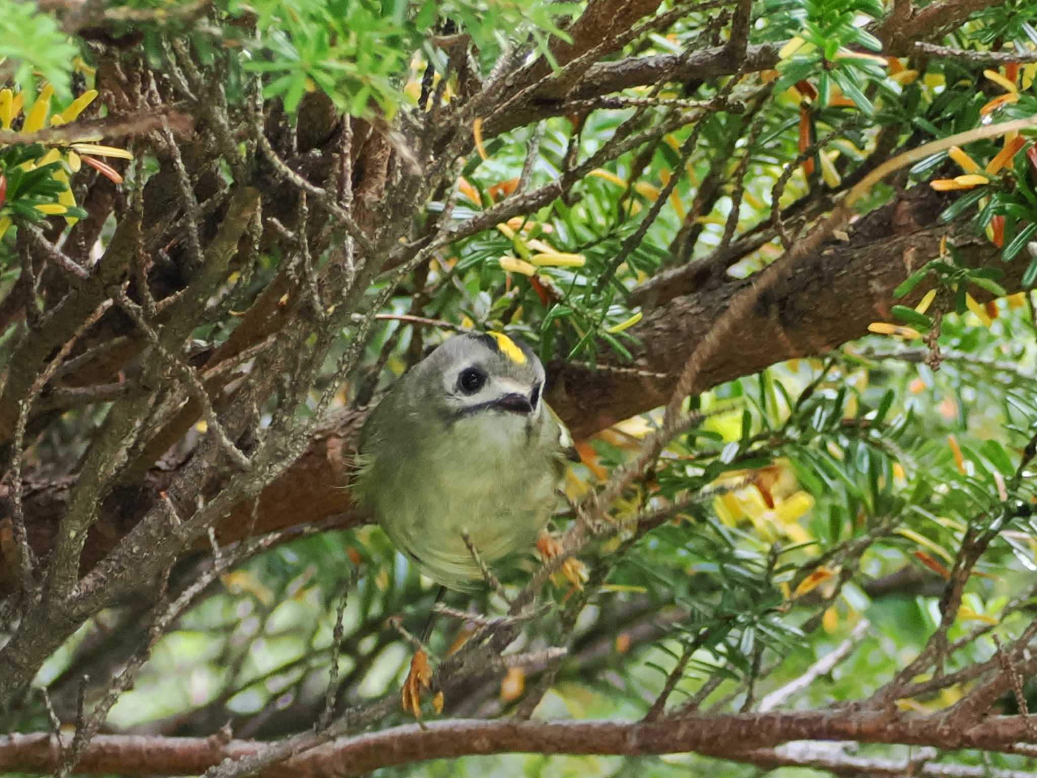 Goldcrest