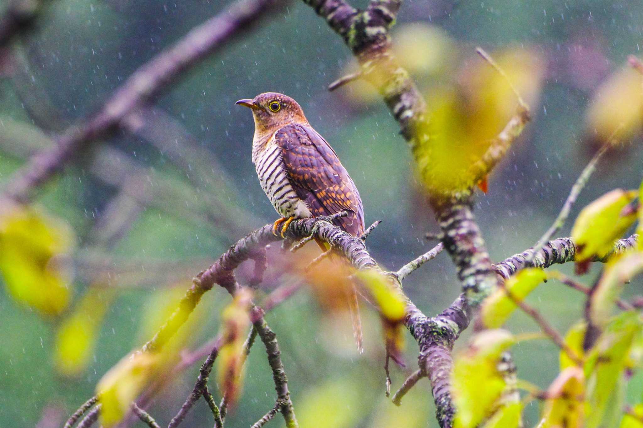 Oriental Cuckoo