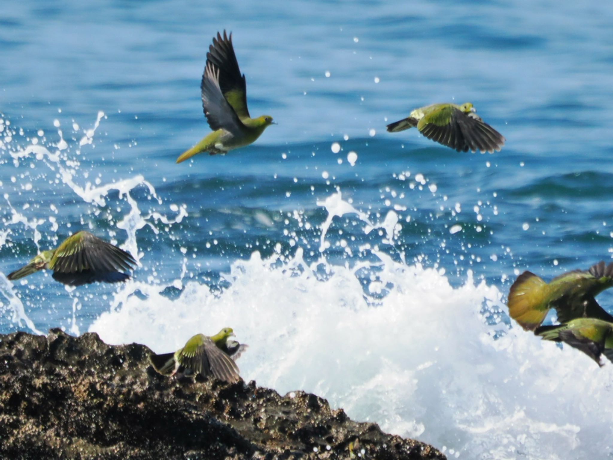 White-bellied Green Pigeon