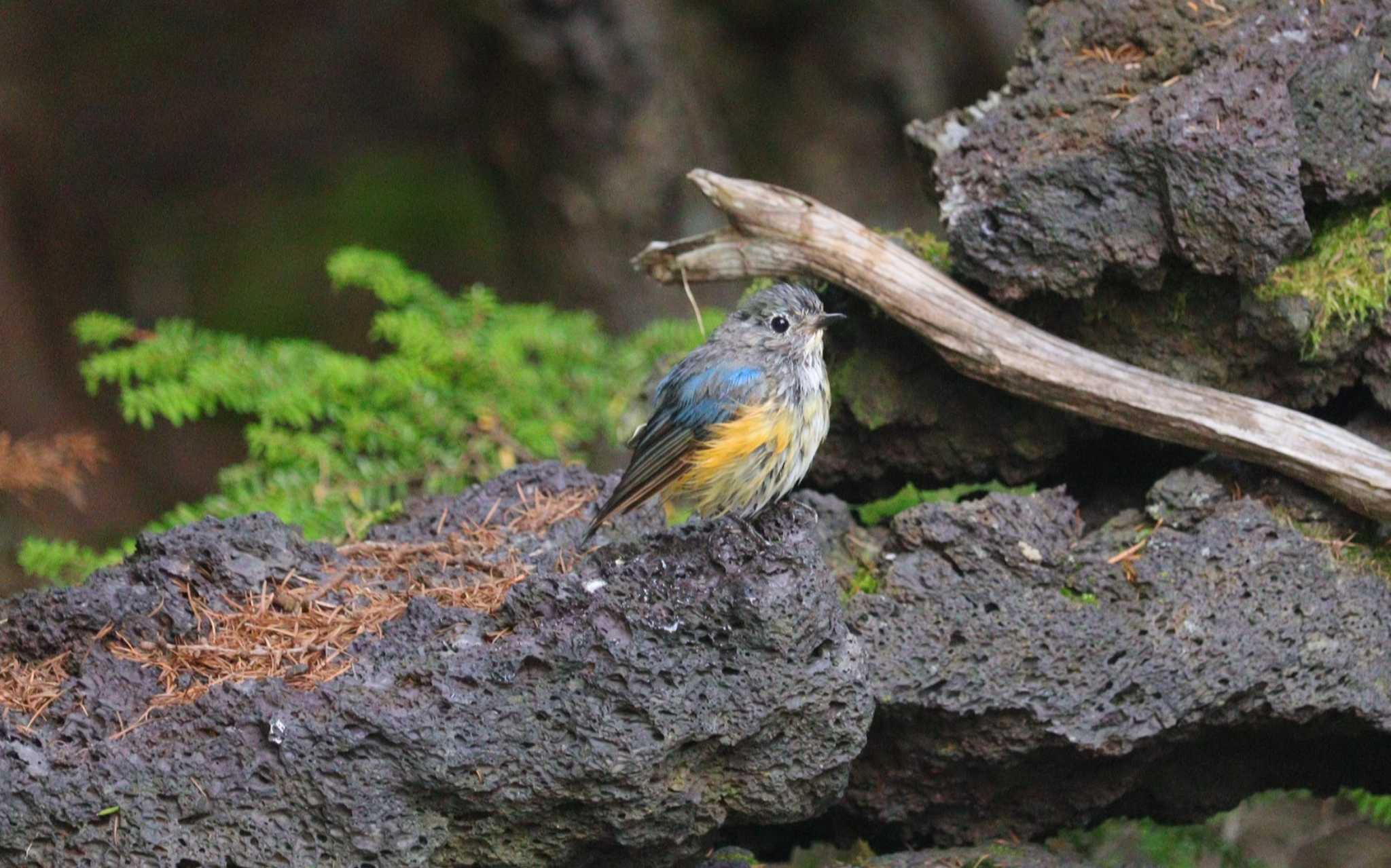 Red-flanked Bluetail