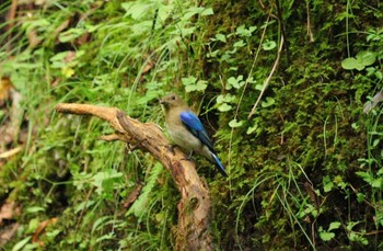 2023年9月10日(日) 大洞の水場の野鳥観察記録