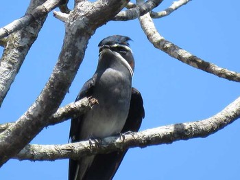 Moustached Treeswift インドネシア　ハルマヘラ島 Fri, 7/7/2017