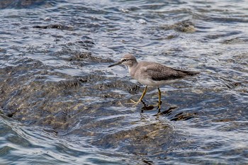 Grey-tailed Tattler 藤江海岸(兵庫県明石市) Sun, 9/2/2018