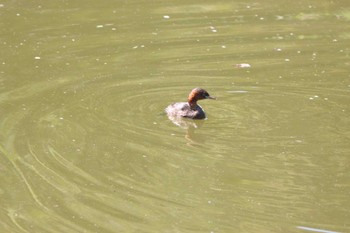 Little Grebe Unknown Spots Wed, 9/13/2023