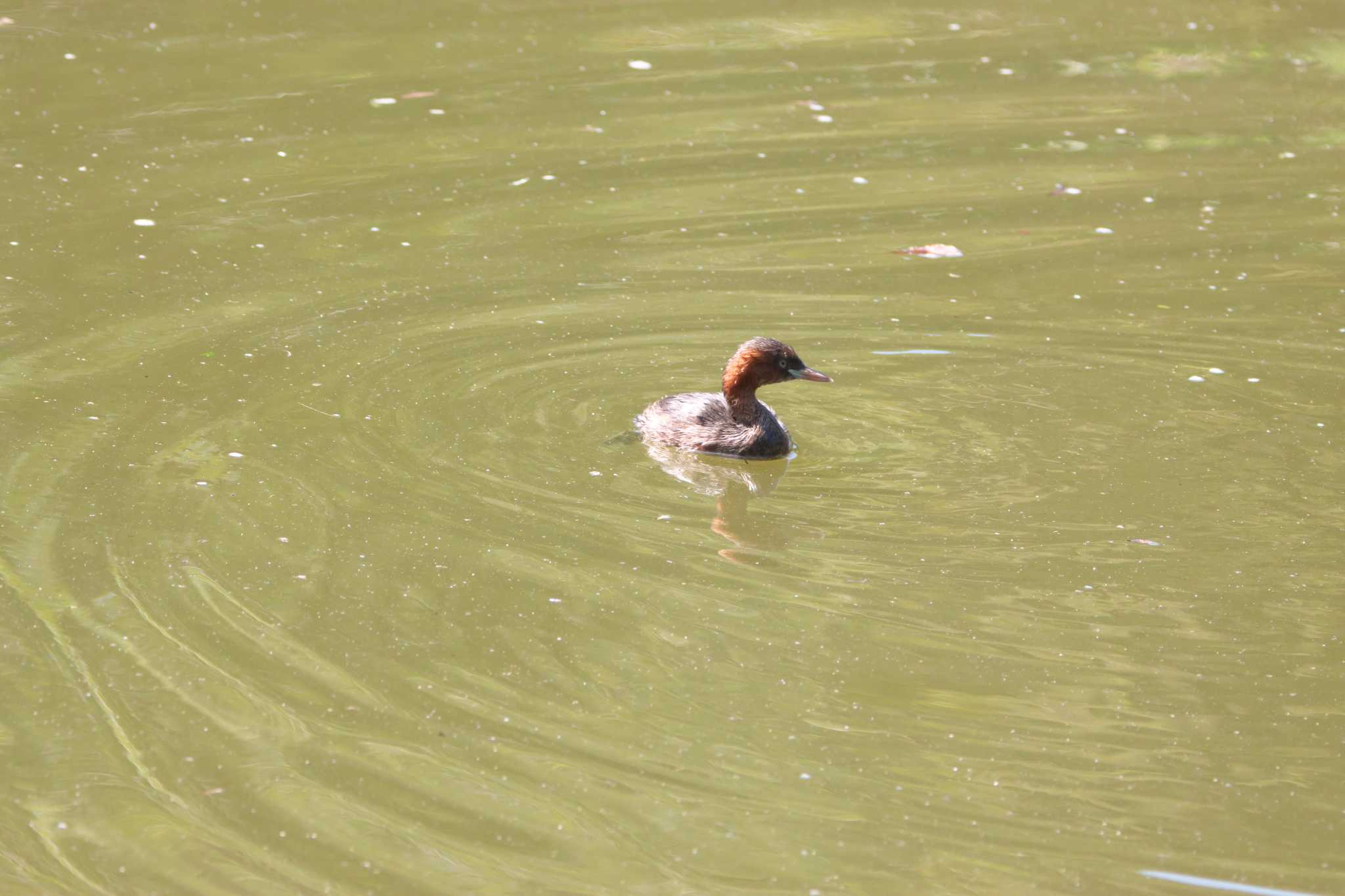 Photo of Little Grebe at  by あっくん