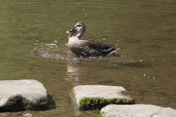 Eastern Spot-billed Duck Unknown Spots Wed, 9/13/2023