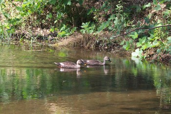 Eastern Spot-billed Duck Unknown Spots Wed, 9/13/2023