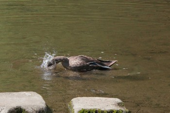 Eastern Spot-billed Duck Unknown Spots Wed, 9/13/2023