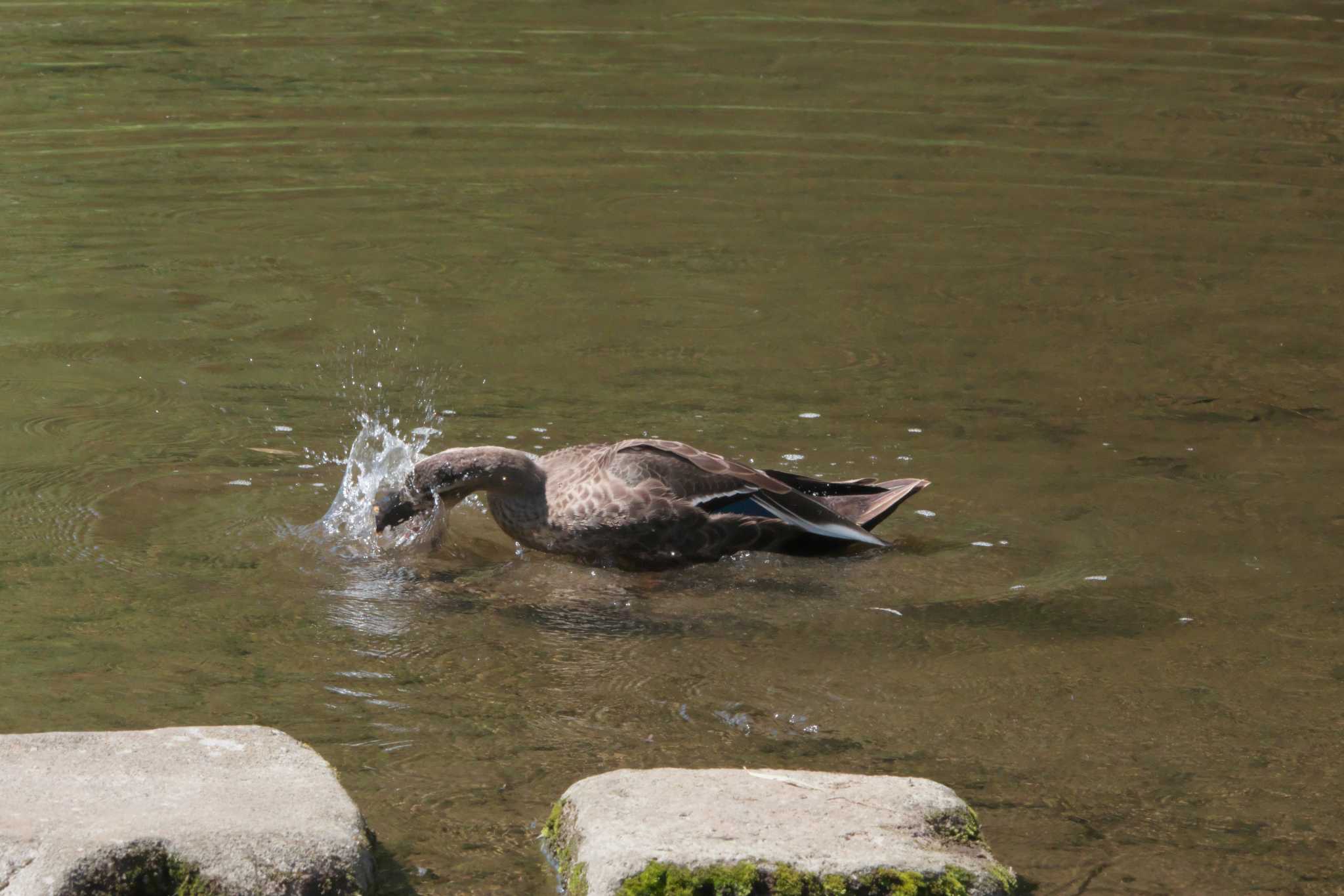 Photo of Eastern Spot-billed Duck at  by あっくん