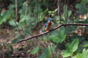 Common Kingfisher Unknown Spots Wed, 9/13/2023