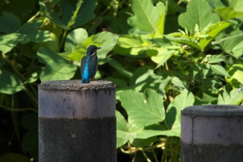 カワセミ 場所が不明 2023年9月13日(水)