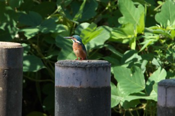 Common Kingfisher Unknown Spots Wed, 9/13/2023