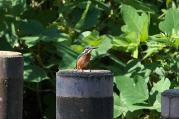 カワセミ 場所が不明 2023年9月13日(水)