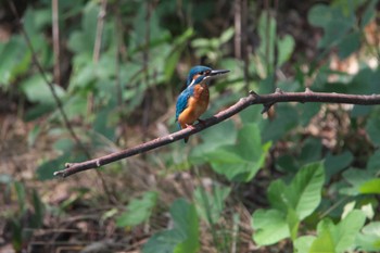 Common Kingfisher Unknown Spots Wed, 9/13/2023