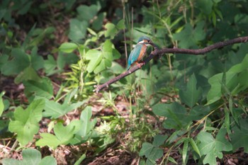 Common Kingfisher Unknown Spots Wed, 9/13/2023