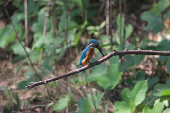 Common Kingfisher Unknown Spots Wed, 9/13/2023