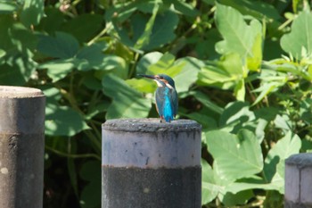 カワセミ 場所が不明 2023年9月13日(水)