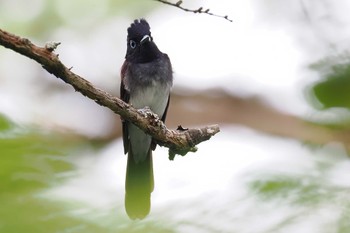 サンコウチョウ 飯盛山(長野県) 2023年9月2日(土)