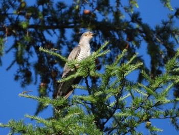 Common Cuckoo Senjogahara Marshland Mon, 7/17/2023