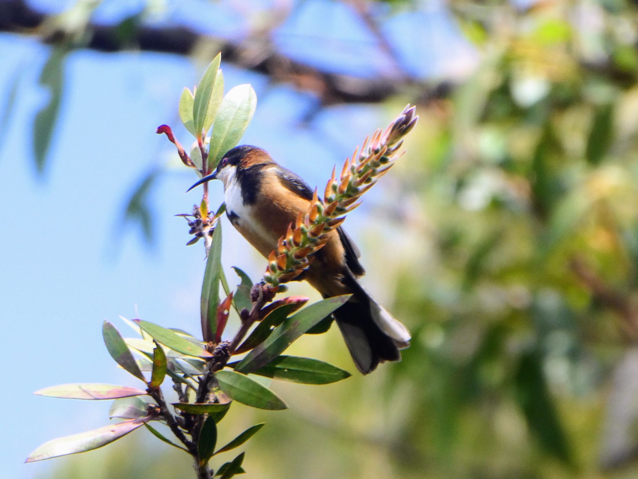 Ku-ring-gai Chase National Park, NSW, Australia キリハシミツスイの写真 by Maki