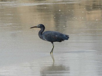 Pacific Reef Heron Yoron Island Mon, 9/3/2018