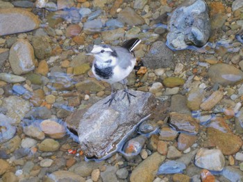 2023年9月14日(木) 平和の森公園、妙正寺川の野鳥観察記録