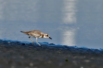 Greater Sand Plover Sambanze Tideland Sun, 9/10/2023