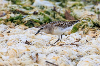 Red-necked Stint 魚住海岸 Thu, 8/31/2023