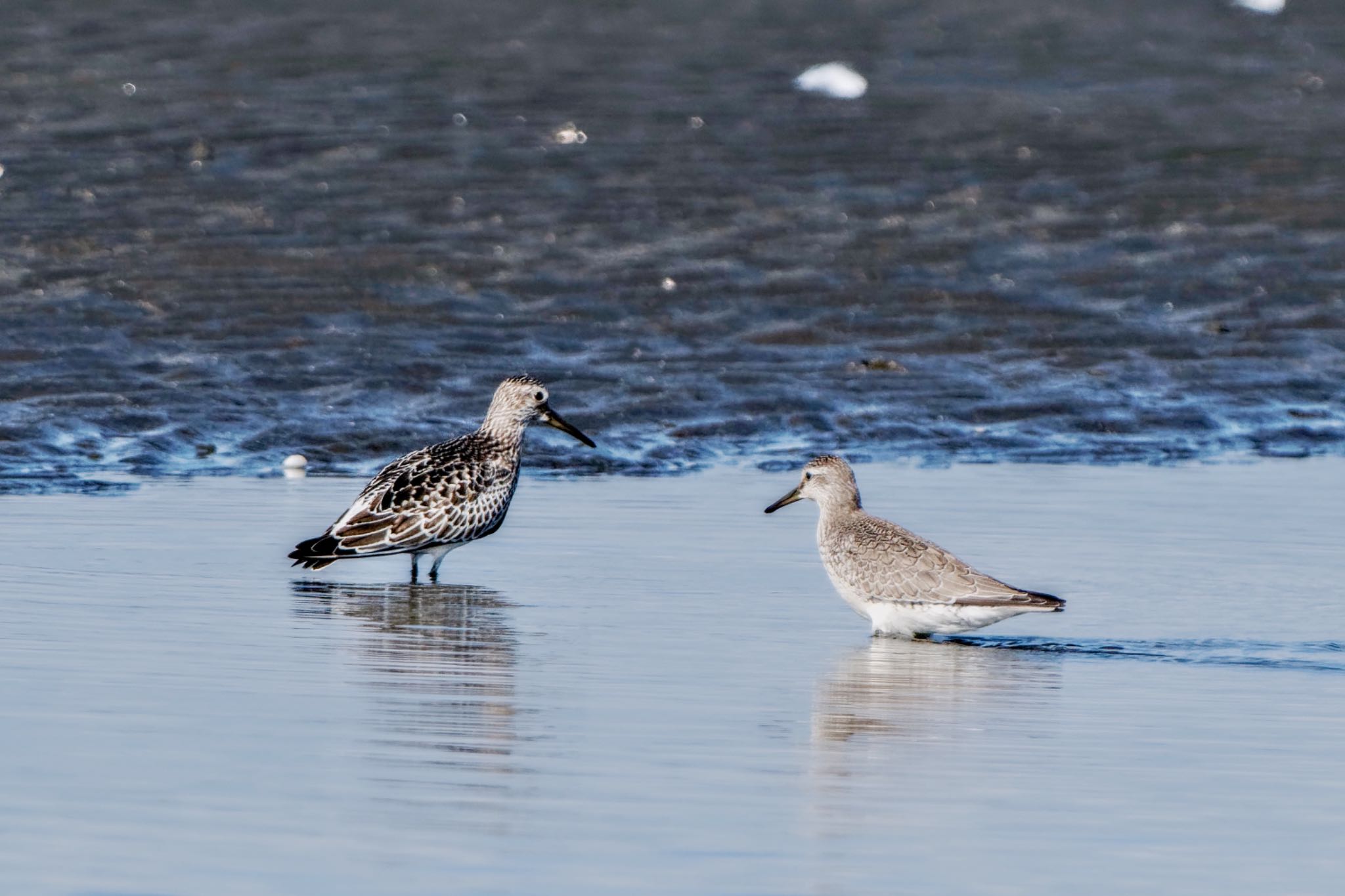 Great Knot