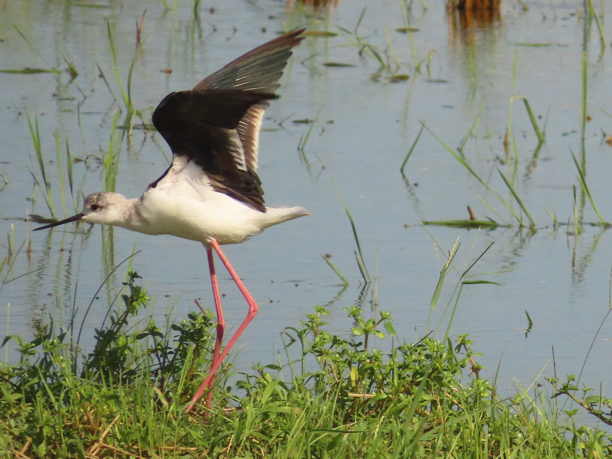 Black-winged Stilt