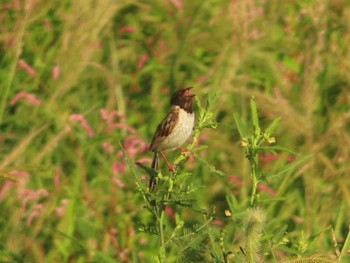 Ochre-rumped Bunting Inashiki Sun, 9/10/2023