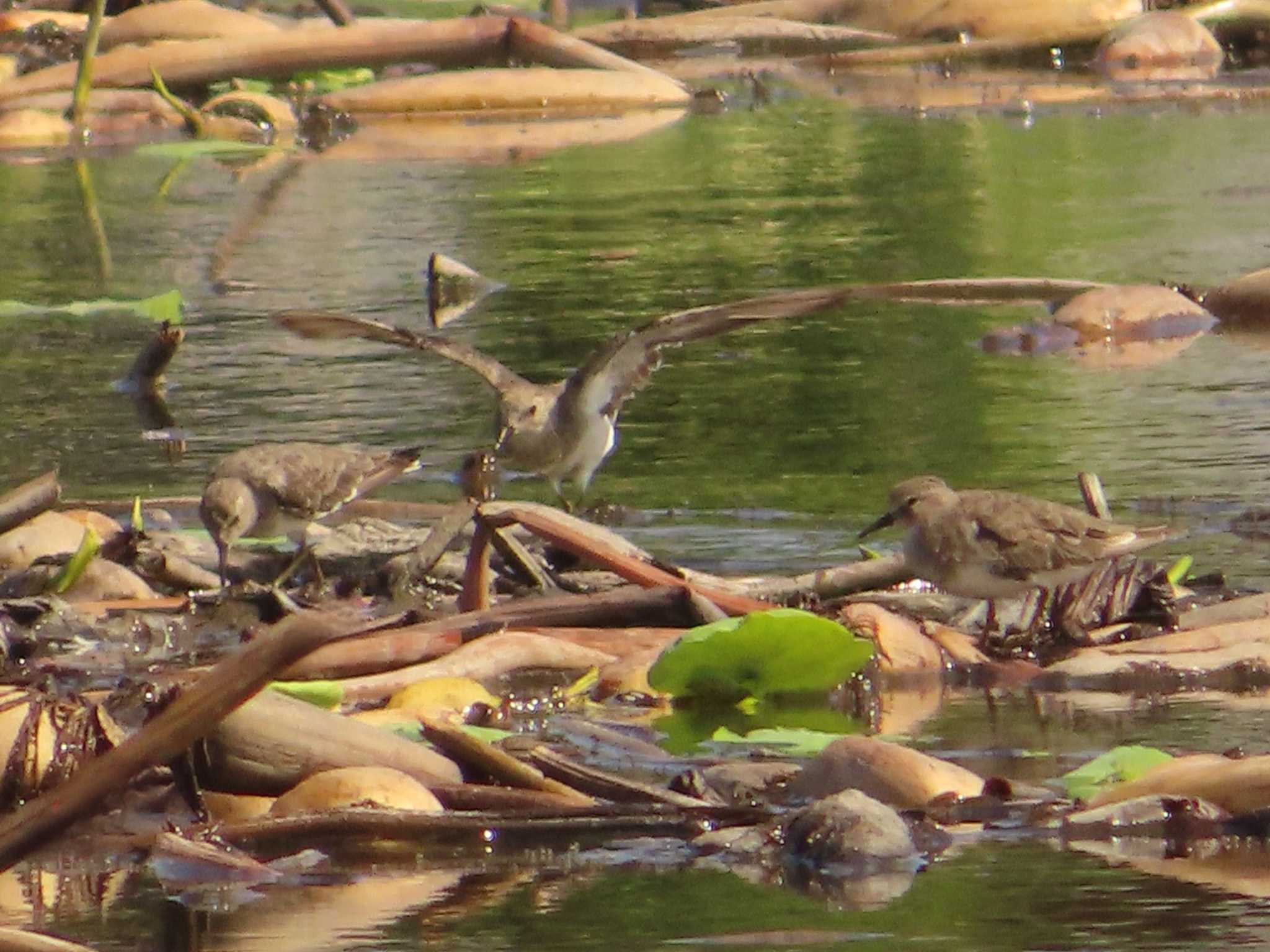 Temminck's Stint