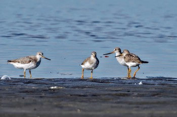 Terek Sandpiper Sambanze Tideland Sun, 9/10/2023