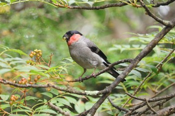 2023年9月11日(月) 奥庭荘(富士山)の野鳥観察記録