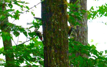 2023年9月10日(日) 河口湖の野鳥観察記録