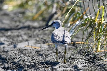 キアシシギ ふなばし三番瀬海浜公園 2023年9月13日(水)