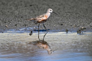 サルハマシギ ふなばし三番瀬海浜公園 2023年9月13日(水)