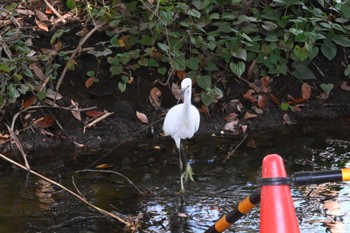 コサギ 葛西臨海公園 2023年7月22日(土)