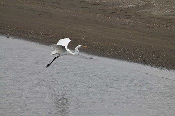 ダイサギ 葛西臨海公園 2023年7月22日(土)