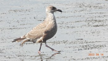 セグロカモメ 葛西臨海公園 2023年9月14日(木)