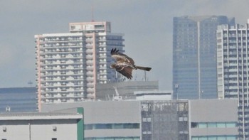 トビ 葛西臨海公園 2023年9月14日(木)