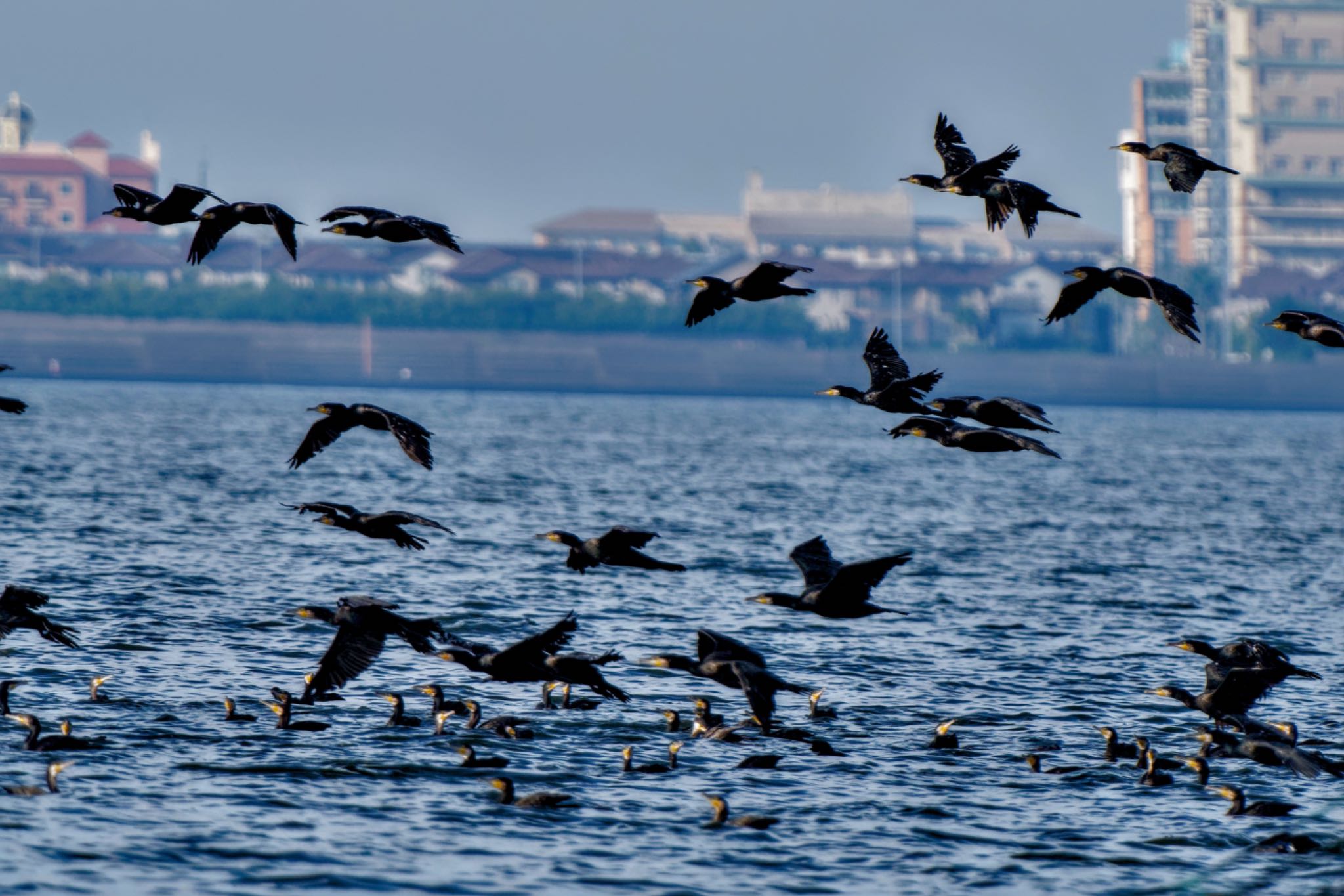 Great Cormorant